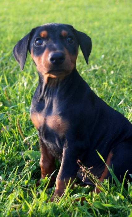 Pinscher * Xélanc Zupreme Zita 7 veckor